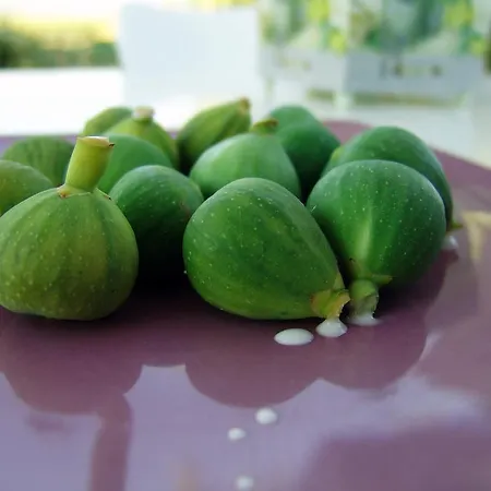 Vakantiehuis Ailanto *